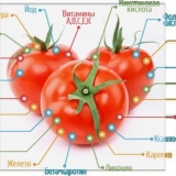 Kada saditi paradajz na otvorenom